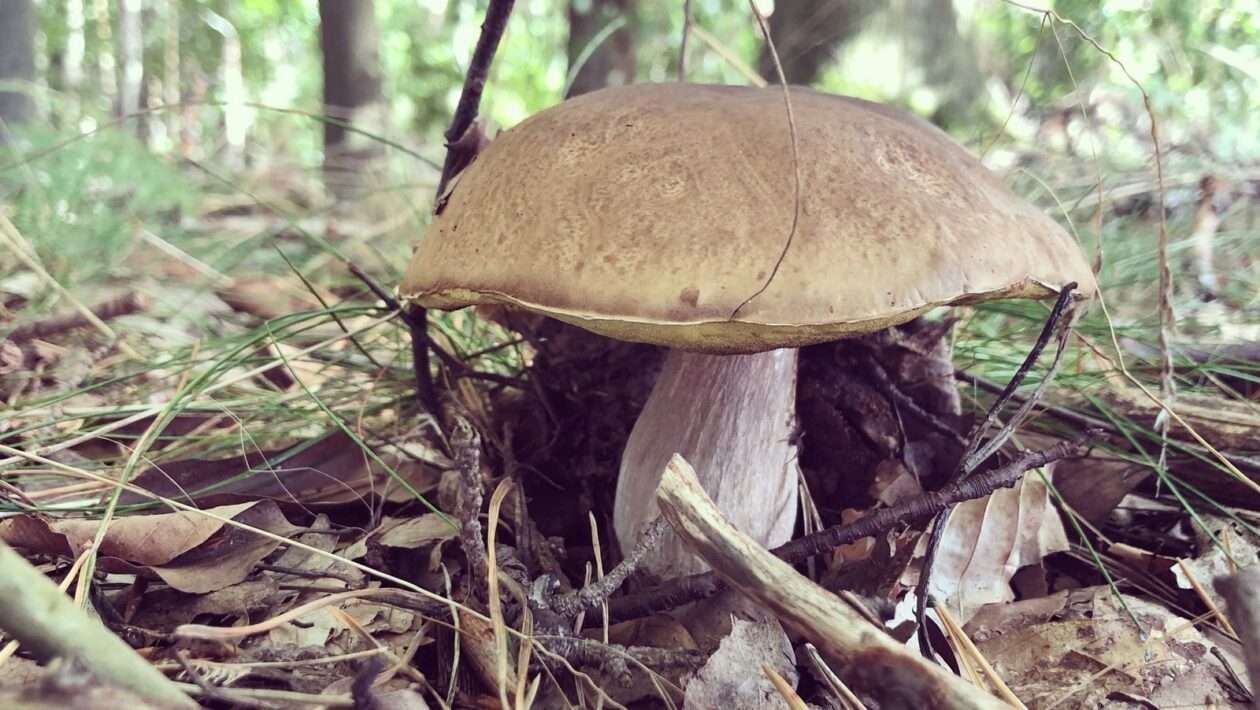 Minimalizácia latencie v riadiacej slučke: Vplyv komunikačného stacku a hardvérové mitigácie