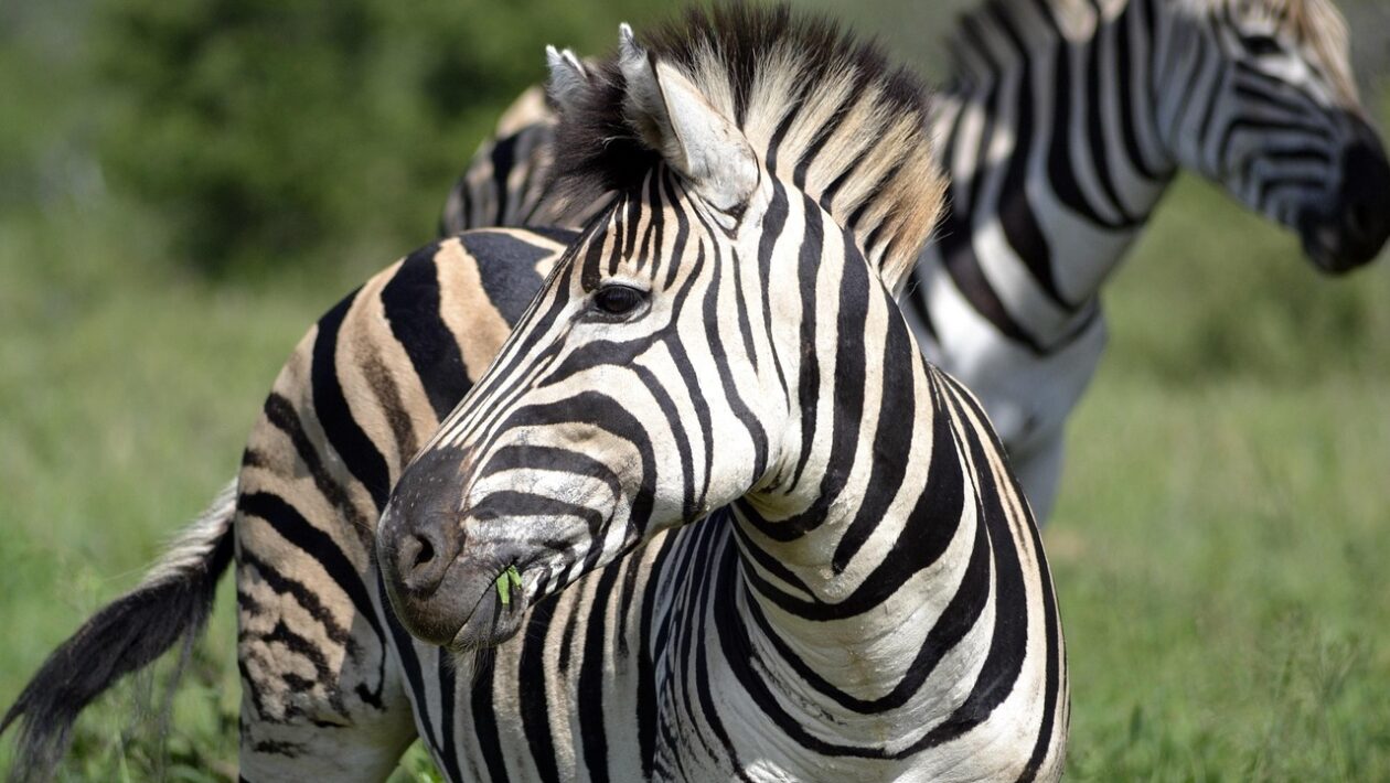 HD video prenos pre BVLOS: Vplyv kompresie, FEC a latencie v bezdrôtových kanáloch