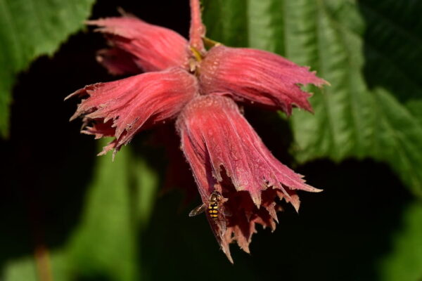 Orech lieskový Červený LAMBERTA – krásny úžitkový a dekoratívny ker pre vašu záhradu