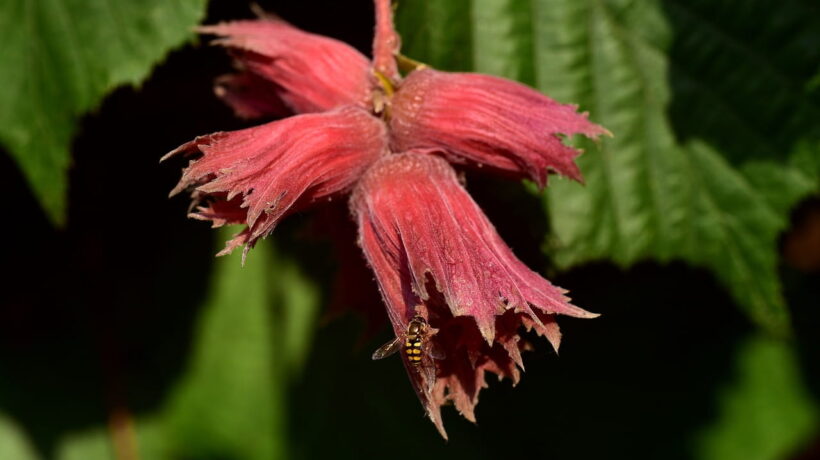 Orech lieskový Červený LAMBERTA – krásny úžitkový a dekoratívny ker pre vašu záhradu