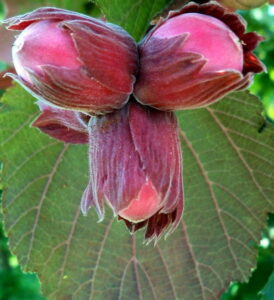 Orech lieskový Červený LAMBERTA v kvetináči